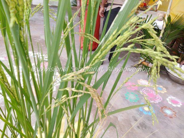 Pongal festival of Alayadivembu Divisional Secretariat-2021